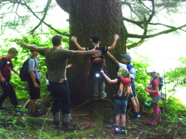 Welchen Umfang hat wohl dieser Baum?